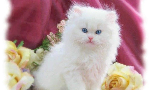 Kedi Beyaz