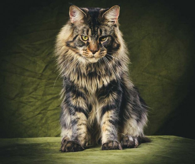 Maine Coon:
