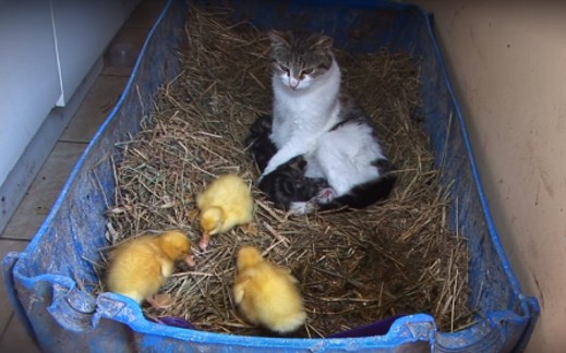 1 . Yeni doğum yapmış anne kedi kendi yavrularının dışında anneleri tarafından terk edilmiş ördek yavrularına da annelik yapıyor.