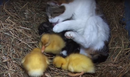 2 . Ördeklerin anneleri onlarla ilgilenmeyi bırakınca anne kedinin yüreği buna el vermiyor. Başlıyor yavru ördeklere de annelik yapm