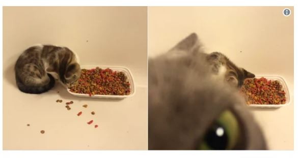 2 .Yeni kedimin yemek yerken fotoğraflarını çekmeye çalışıyordum ve diğer kedim bunu onaylamadı.