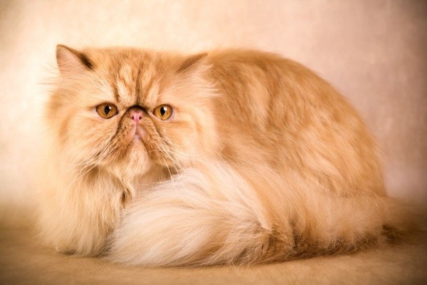 19 . Eğer lav lambasını masadan aşağıya iten bir erkek kedi isen : Bu paşa dayı gibi görünürsün.