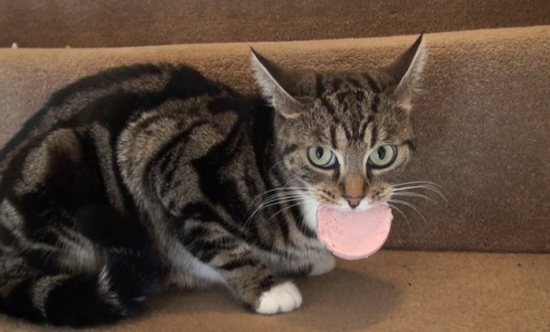 Muhtemelen yiyecek bir şeyler aşırmış ve merdivenlerden çıkarmakta olan bu kedi