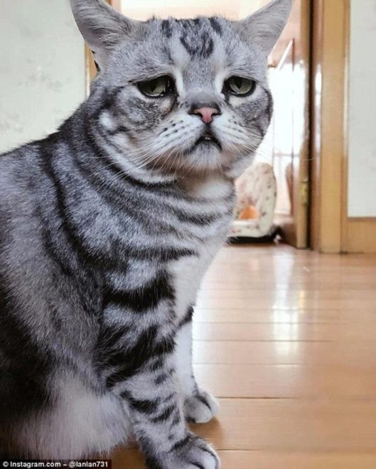 Çin 'de yaşayan sahibi kedisi için bir instagram hesabı açtı ve yüz ifadesi ile bir anda fenomen oldu.