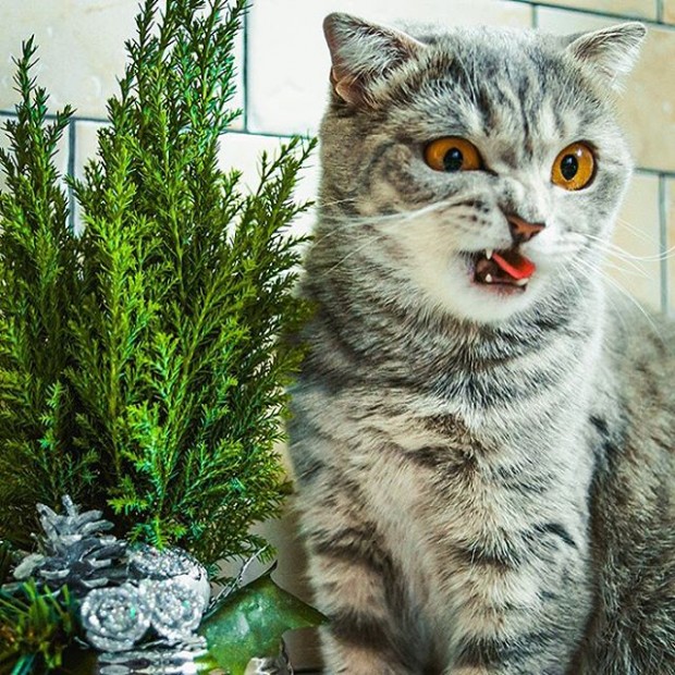 Yediği çam yaprağından sonra hayatından bezen bu kedi