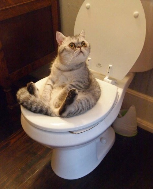 Tuvaletin kapısını kilitlemeyi unuttuğu için kısa süreli şok yaşayan bu akıllı kedi