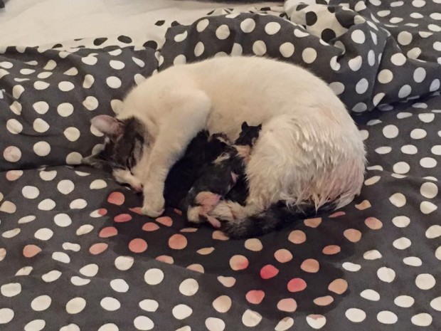 Zorlu doğum sonrası bitkin düşen anne kedicik minnoşlarına sarılarak yatağın üzerinde sakin bir uykuya dalmış