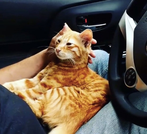 Aracın içinde dolaşan ve yorgun görünen sevimli kedi kadının kucağında uykuya dalıyor.