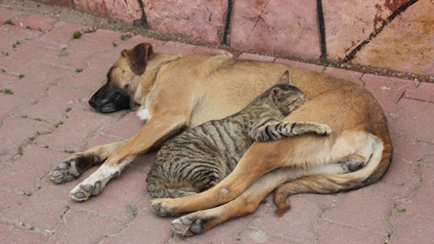 Sokak kedisi ve sokak köpeği
