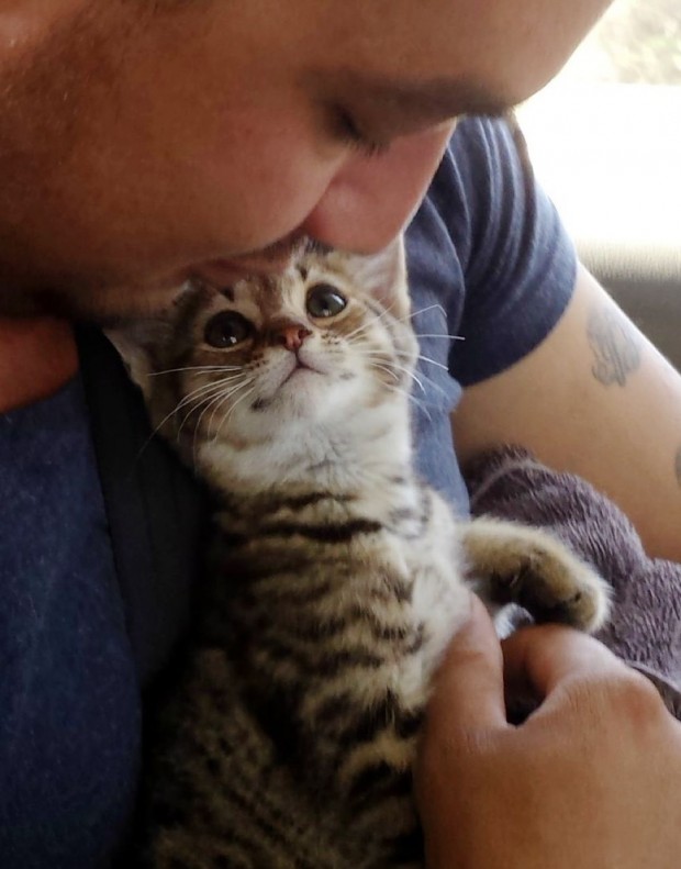 Ve bu yavru kedi ona resmen gözleriyle şöyle söylüyor; “beni kurtardığın için teşekkürler…”