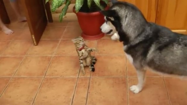 Kedi ve köpek dostluğu