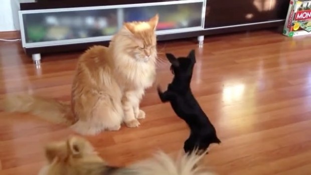 Kedi ve köpek dostluğu