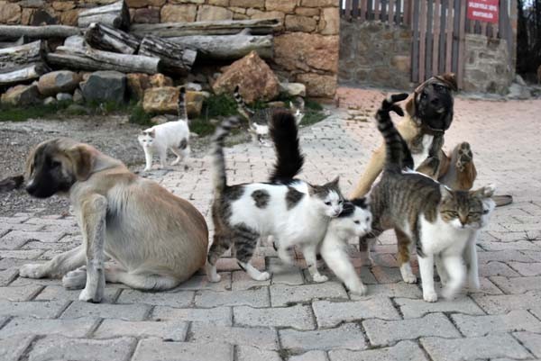 Hergün yemeklerini yedirdiği hayvanları tek tek sayarak kontrol eden Cemal Yılmaz, 25 kedi, 9 köpek ve 6’da köpek yavrusuna ev