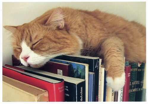 Kediler kitaplıktaki kitaplarınızı patileri ile indiriyorsa…
