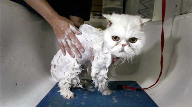 Kediler yıkanır mı?