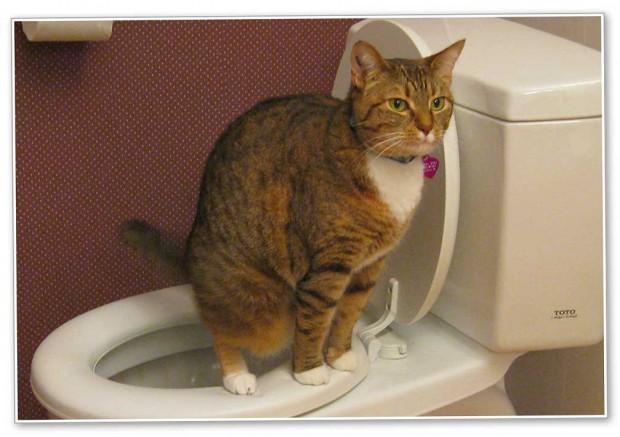 Kedi(ler)inizi alaturka tuvalete nasıl alıştırabilirsiniz?
