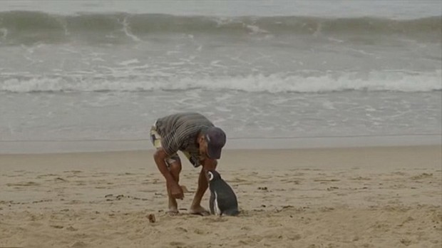 3. Sadece balıkçı Dindim'i sevmiyor, sevimli penguen de onun hayatını kurtaran balıkçıyı çok seviyor..