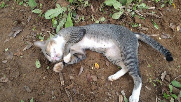 28 yaşındaki Keli Keningau isimli genç ağladığını gördüğü kediyi sahipsiz sanarak sahiplenmek istedi ve eve götürd&