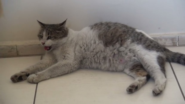 Doktorların görünce içeri aldığı bu kedicik sakinleştirilerek durumu Tatvan Belediyesi Hayvan Rehabilitasyon Merkezi’ne anla