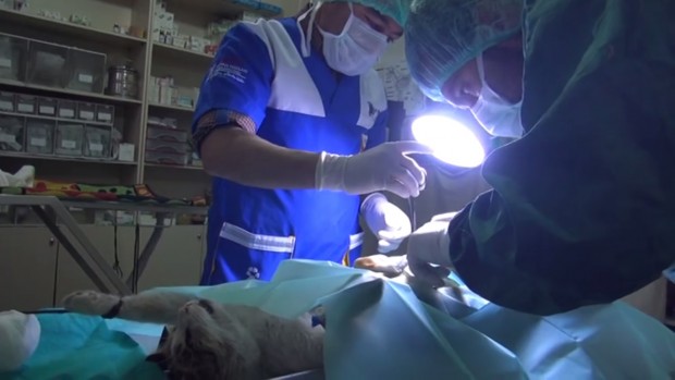Hamile kedinin doğum zamanından geçtiği için veterinerler tarafından hemen sezaryen ameliyata alındı.
