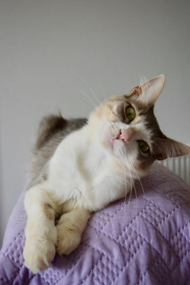 1. Yunanistan’ın Siros adasında God’s Little People Cat Rescue adlı bir kedi barınağı, Facebook aracılığı ile paylaştığı ilanla 55 kedi