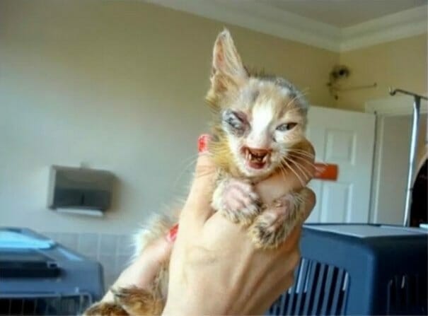 Gülümser isimli tatlı ama şanssız sokak kedisi sokakta büyüyordu.. Çok büyük acılar çekti..