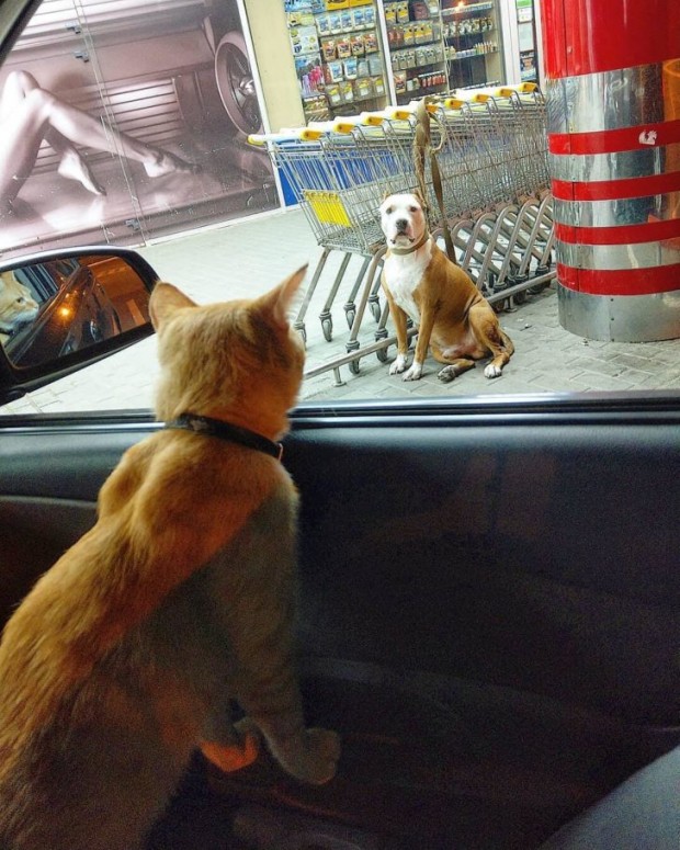 Taksi sürücüsü Alexander Zigula, sokakta bulduğu kediyi sahiplendiremeyince, onu iş arkadaşı olarak yanına aldı.