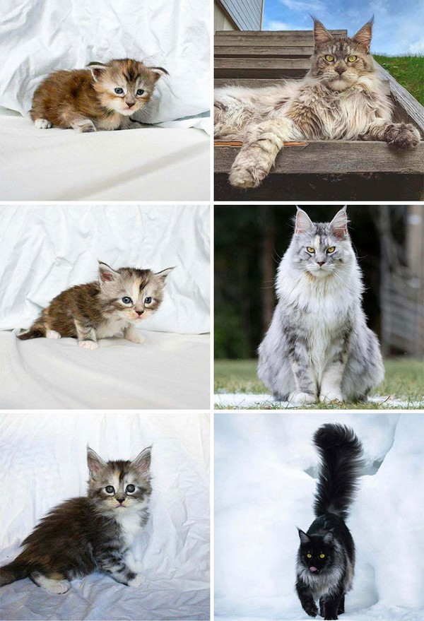 Bu kedi yavrularının görkemli kedilere dönüştüklerine inanabiliyor musunuz?
