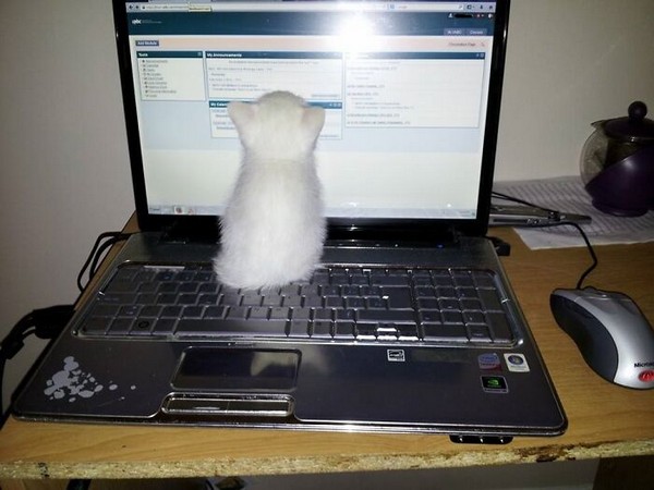 Bu kedi büyüdüğünde bir hacker olmak istiyor!