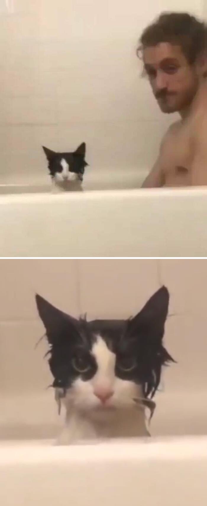 Bu kedi kesinlikle küvete girdiğinde ıslanmayı bekliyormuş gibi görünmüyor