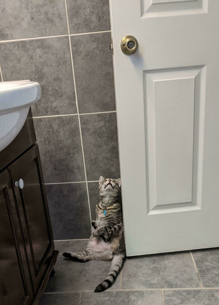 Kedilerimizin neden tuvalete bizimle girip biz tuvaletimizi yapmaya çalışırken böyle tuhaf şeyler yapmakta ısrar ettikleri konusunda bi